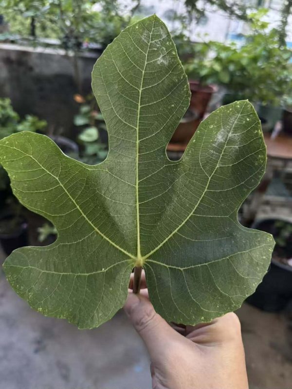 小果迷-种植爱好者交流互动平台