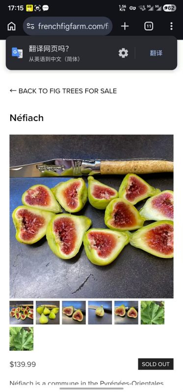 内菲亚克   Néfiach（织梦酱）-小果迷