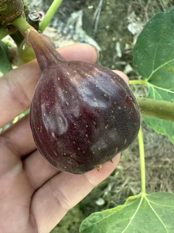 小果迷-种植爱好者交流互动平台