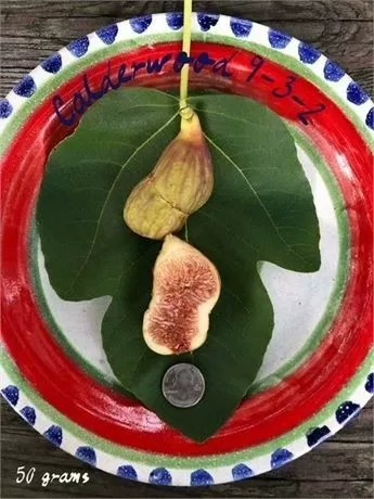 小果迷-种植爱好者交流互动平台
