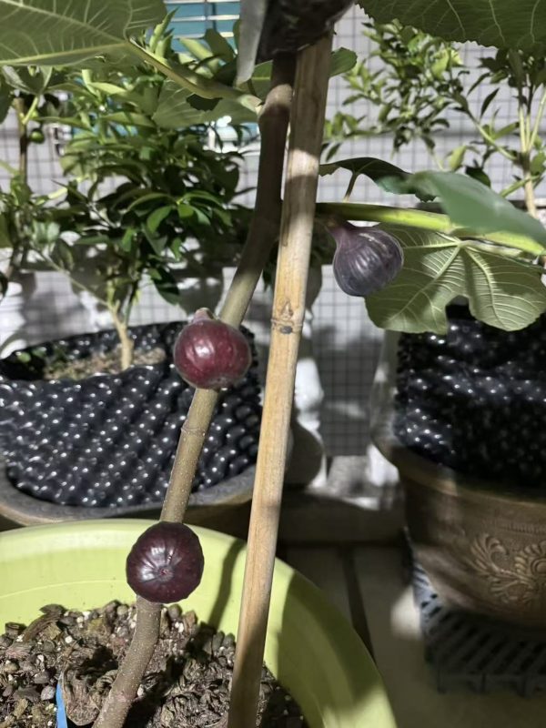 小果迷-种植爱好者交流互动平台