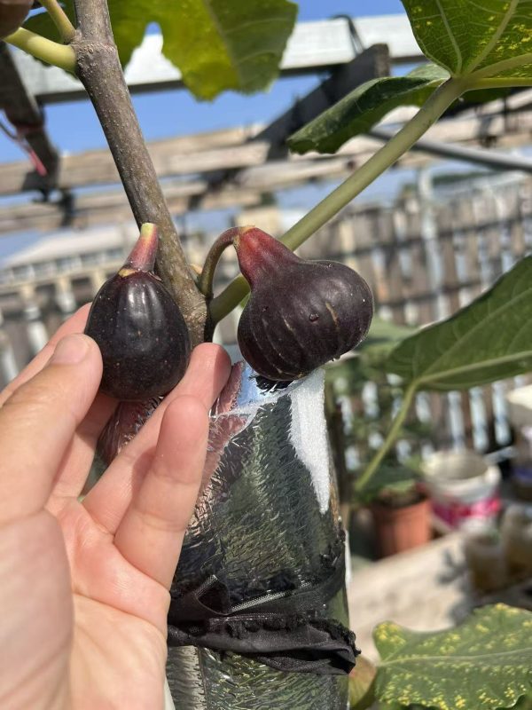 小果迷-种植爱好者交流互动平台