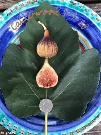小果迷-种植爱好者交流互动平台