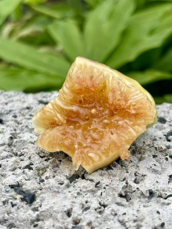 小果迷-种植爱好者交流互动平台
