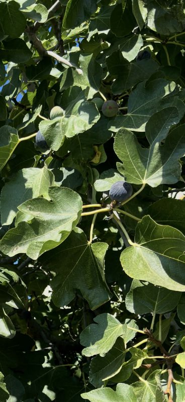 卡辛 Caccin FdM (泰勒西)-小果迷