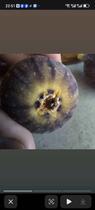 小果迷-种植爱好者交流互动平台