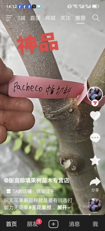 30.帕切科 TFH 286/Pacheco(加州无花果猎人)(授粉)-小果迷