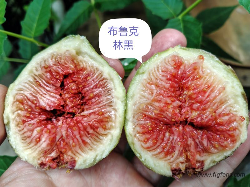 授粉的布鲁克林黑-小果迷