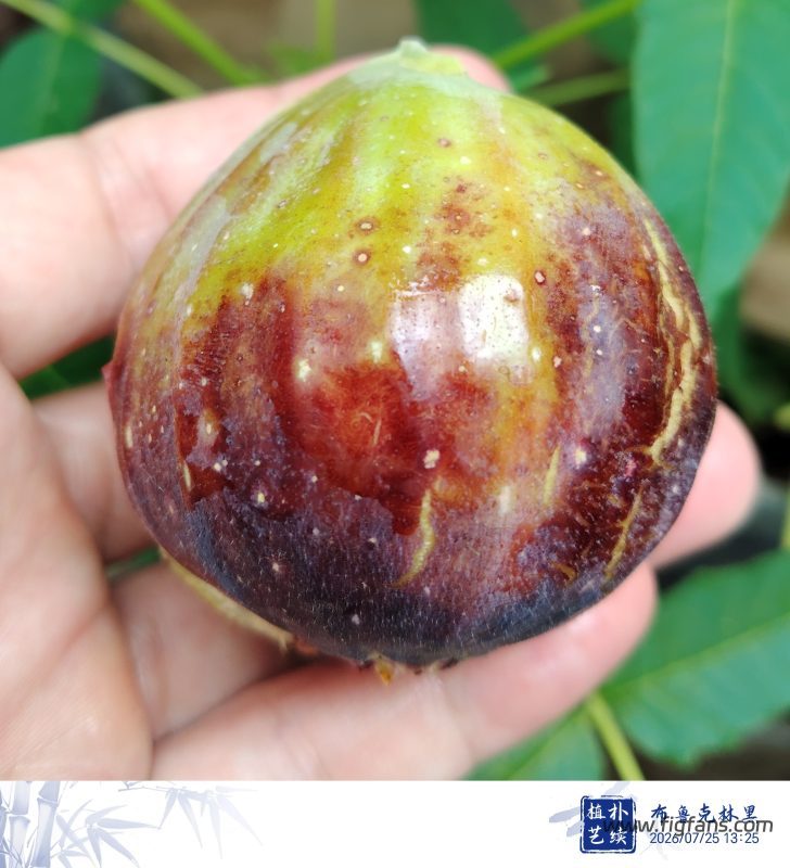 授粉的布鲁克林黑-小果迷