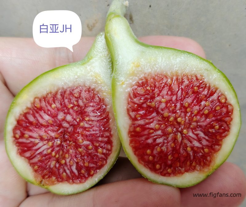 授粉的白亚JH-小果迷