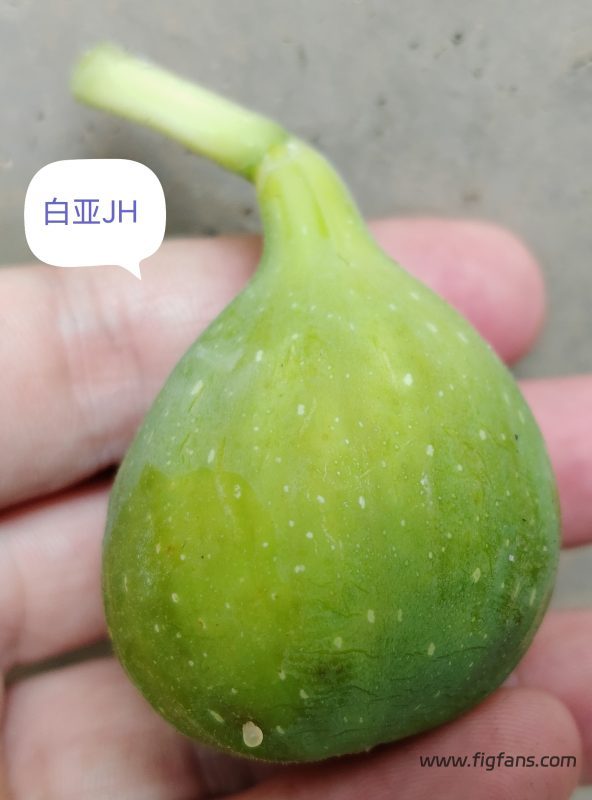 授粉的白亚JH-小果迷