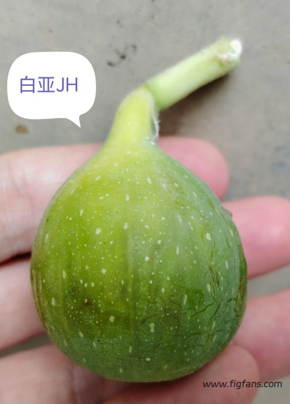 授粉的白亚JH-小果迷