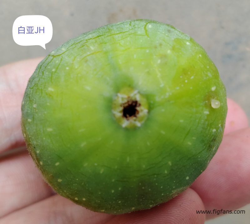 授粉的白亚JH-小果迷