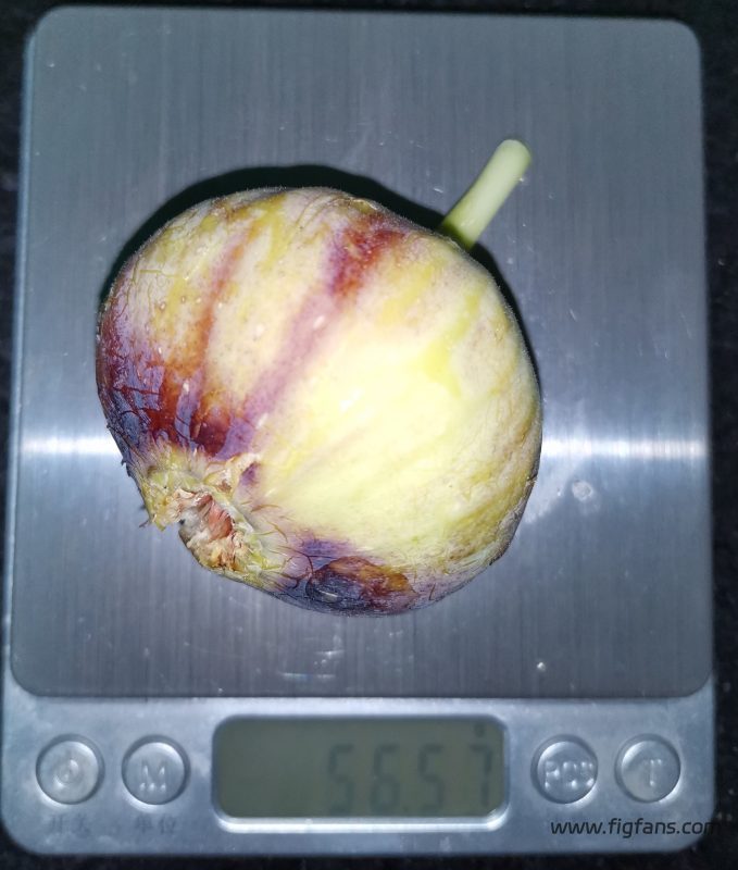 FF授粉成功-小果迷