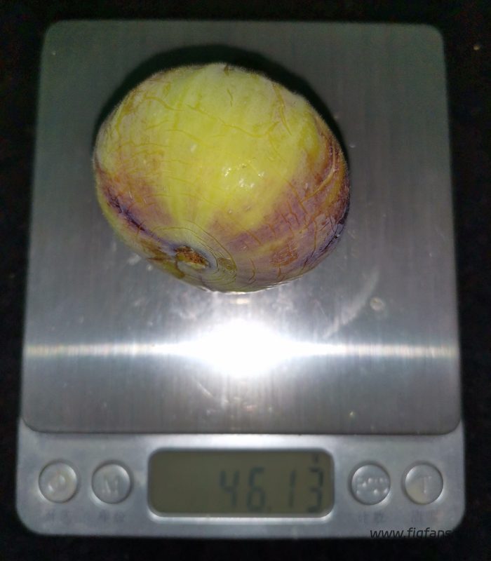 FF授粉成功-小果迷