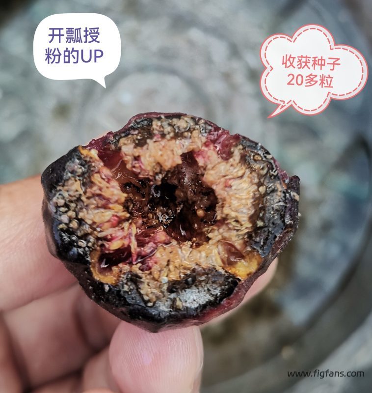 开瓢法授粉成功-小果迷