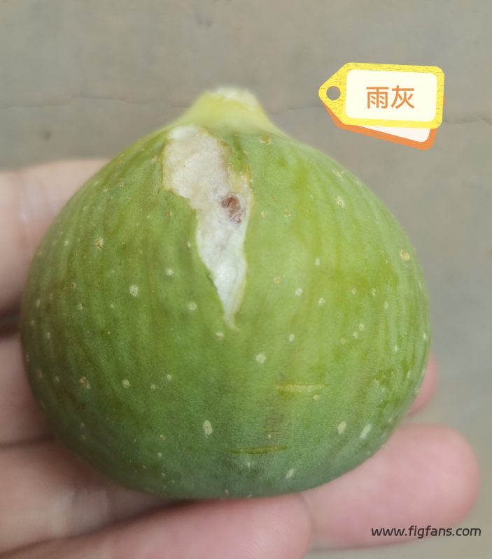 授粉成功的雨灰-小果迷