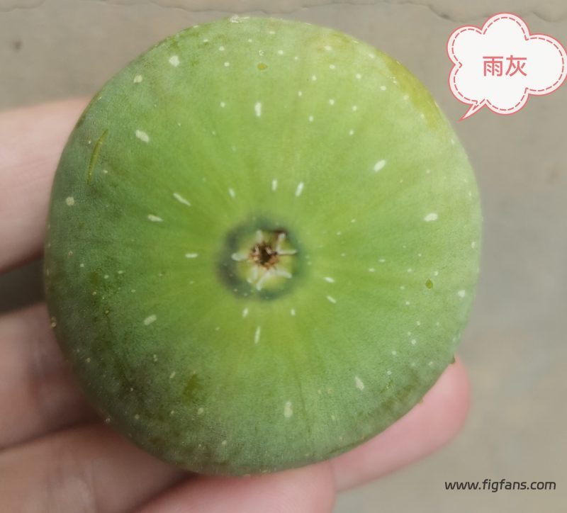 授粉成功的雨灰-小果迷