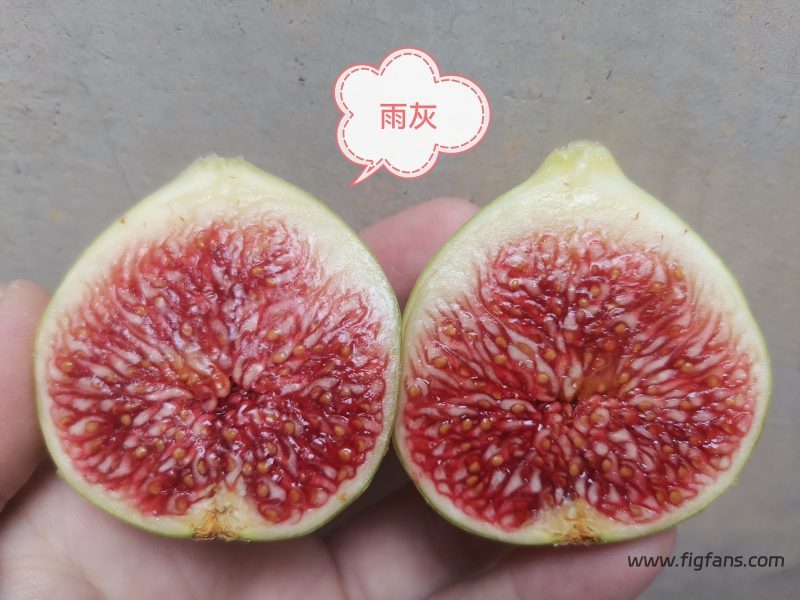 授粉成功的雨灰-小果迷