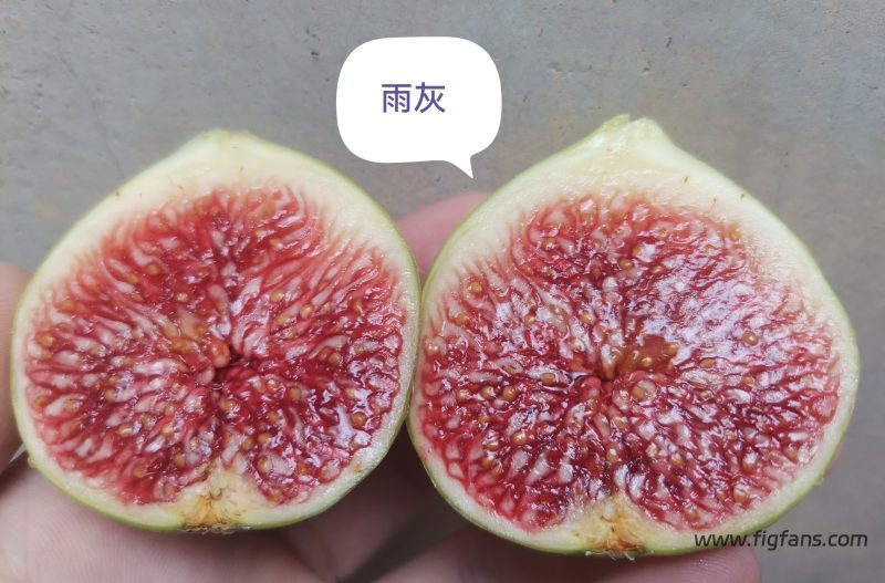 授粉成功的雨灰-小果迷