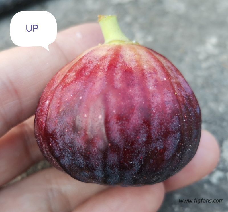 授粉品种UP-小果迷