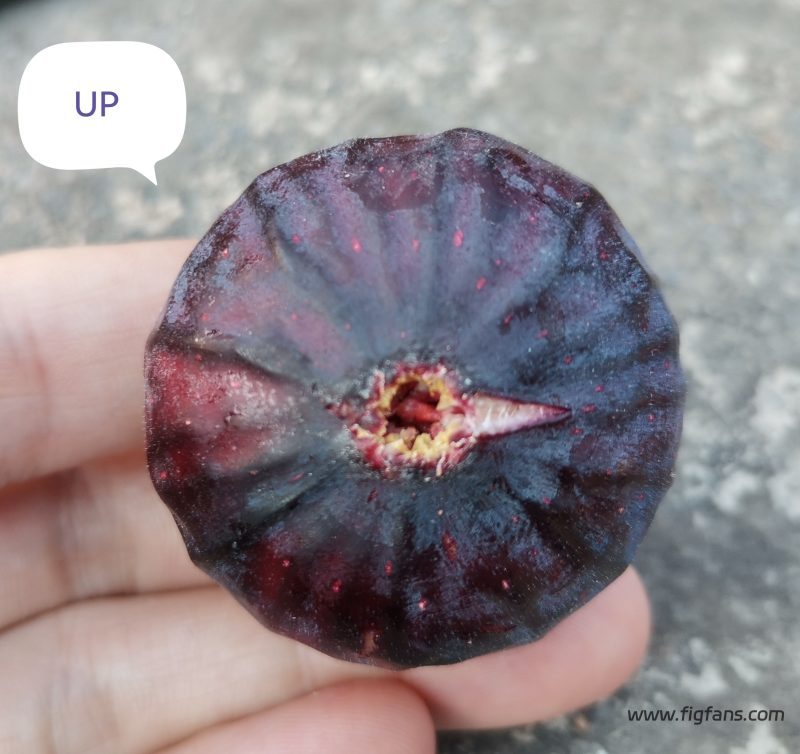 授粉品种UP-小果迷