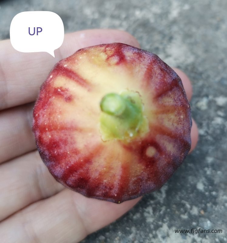 授粉品种UP-小果迷