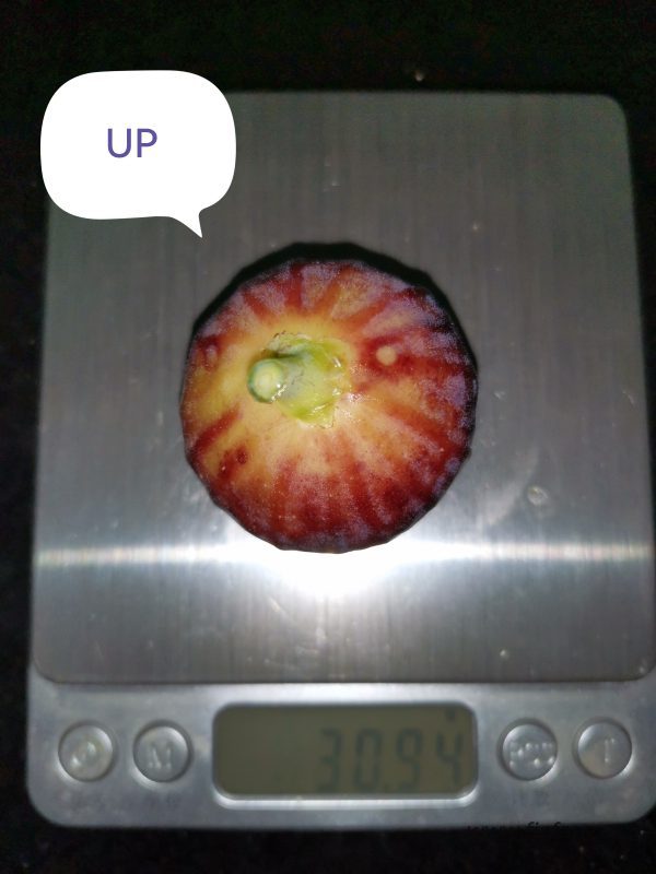 授粉品种UP-小果迷