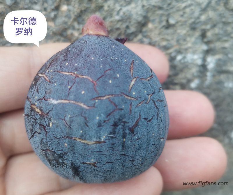授粉的卡尔德罗纳-小果迷