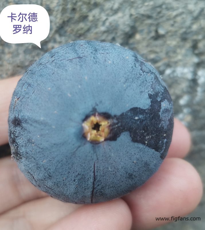 授粉的卡尔德罗纳-小果迷