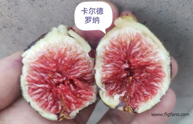 授粉的卡尔德罗纳-小果迷