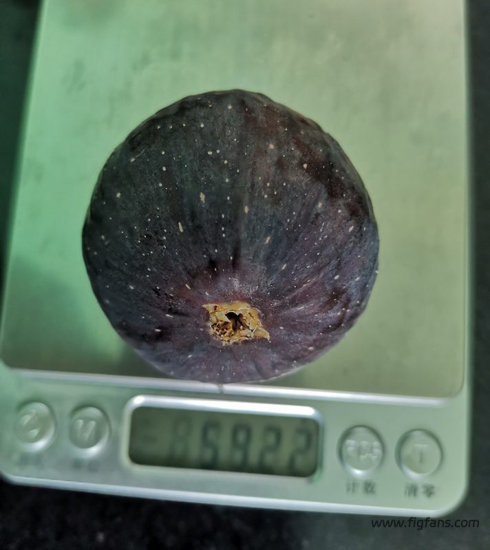 BB授粉果子-小果迷