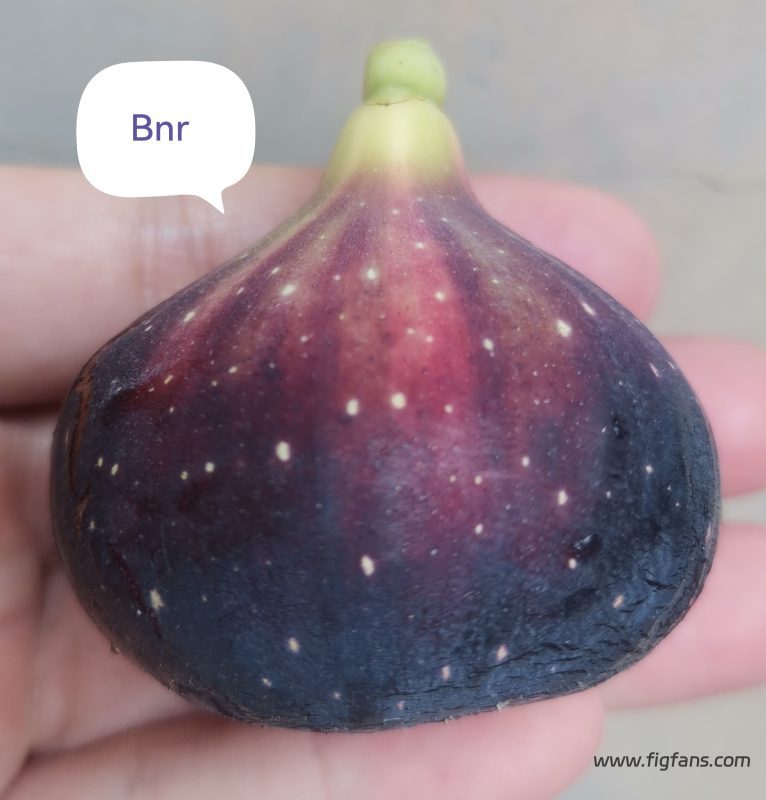 授粉成功Bnr-小果迷