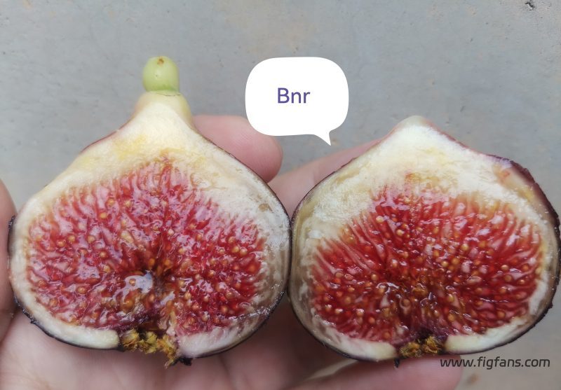 授粉成功Bnr-小果迷