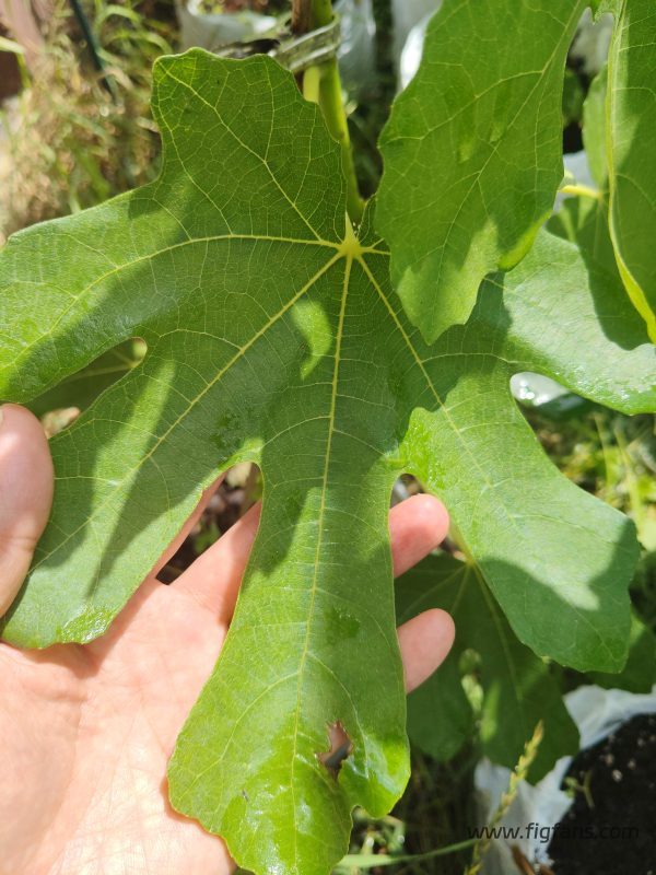 小果迷-种植爱好者交流互动平台