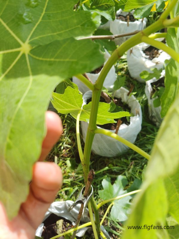小果迷-种植爱好者交流互动平台
