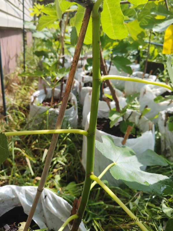 小果迷-种植爱好者交流互动平台
