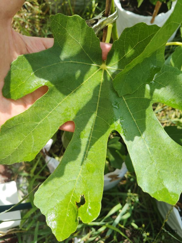 小果迷-种植爱好者交流互动平台
