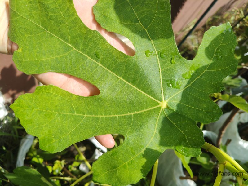 小果迷-种植爱好者交流互动平台