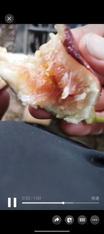 小果迷-种植爱好者交流互动平台