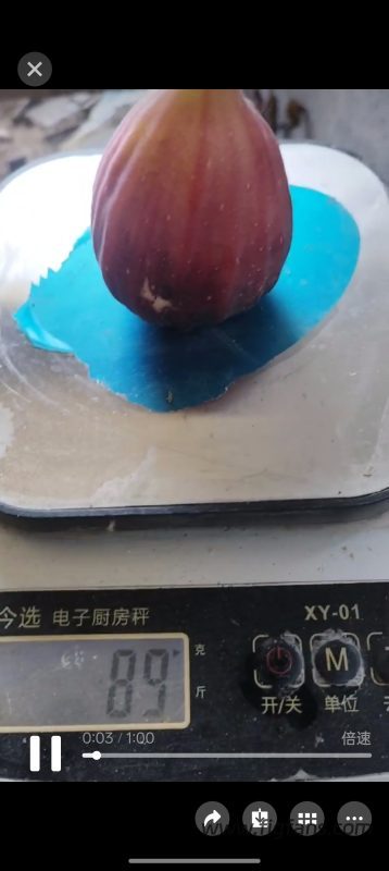 小果迷-种植爱好者交流互动平台