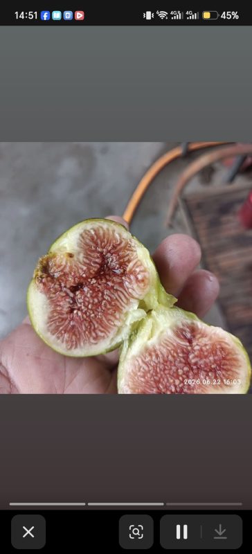 小果迷-种植爱好者交流互动平台
