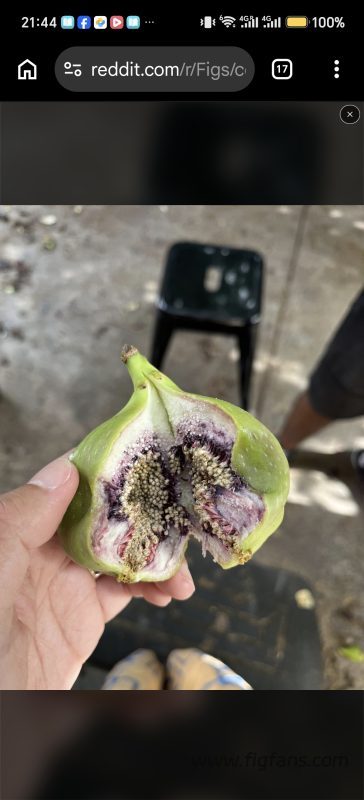 小果迷-种植爱好者交流互动平台