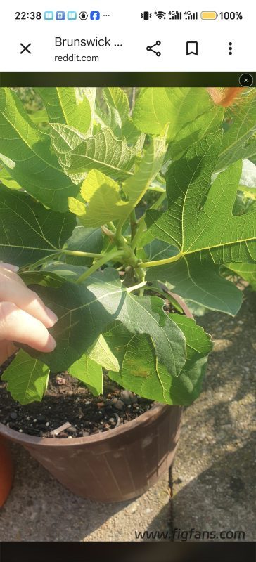 小果迷-种植爱好者交流互动平台