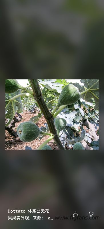 小果迷-种植爱好者交流互动平台
