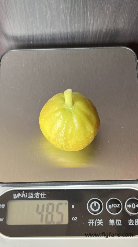 idlefish-msg-1784894832807.png