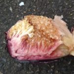 艾尚无花果的头像-小果迷