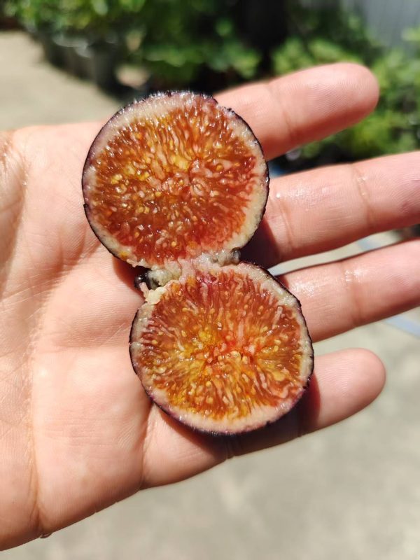 小果迷-种植爱好者交流互动平台
