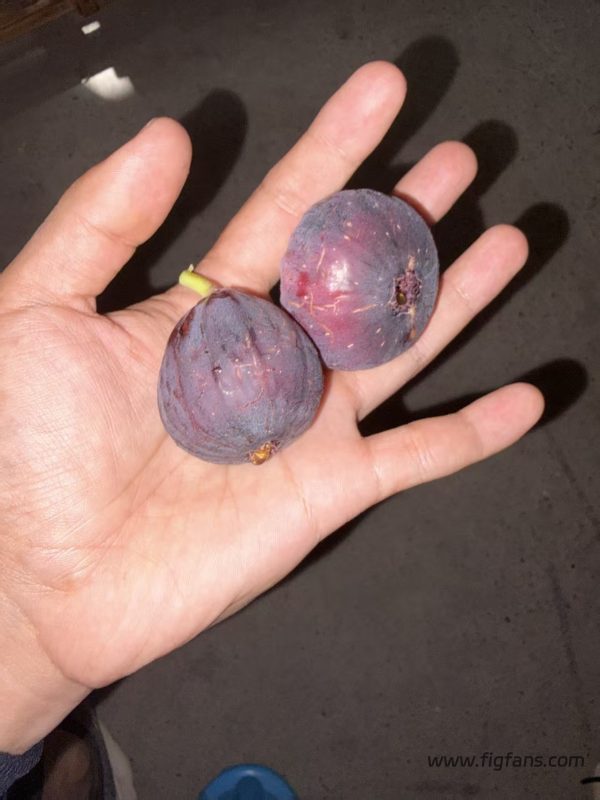 小果迷-种植爱好者交流互动平台