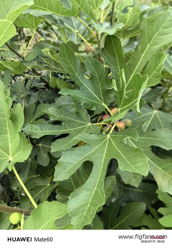 小果迷-种植爱好者交流互动平台